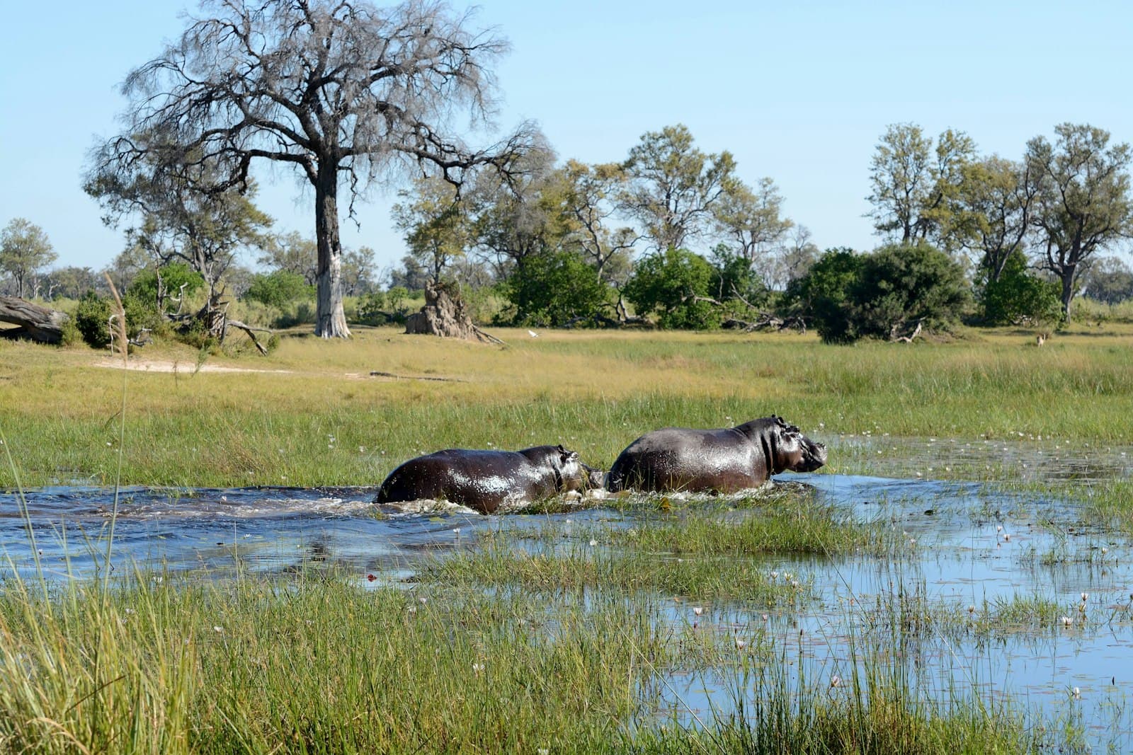 Two hippos are wading through a shallow river