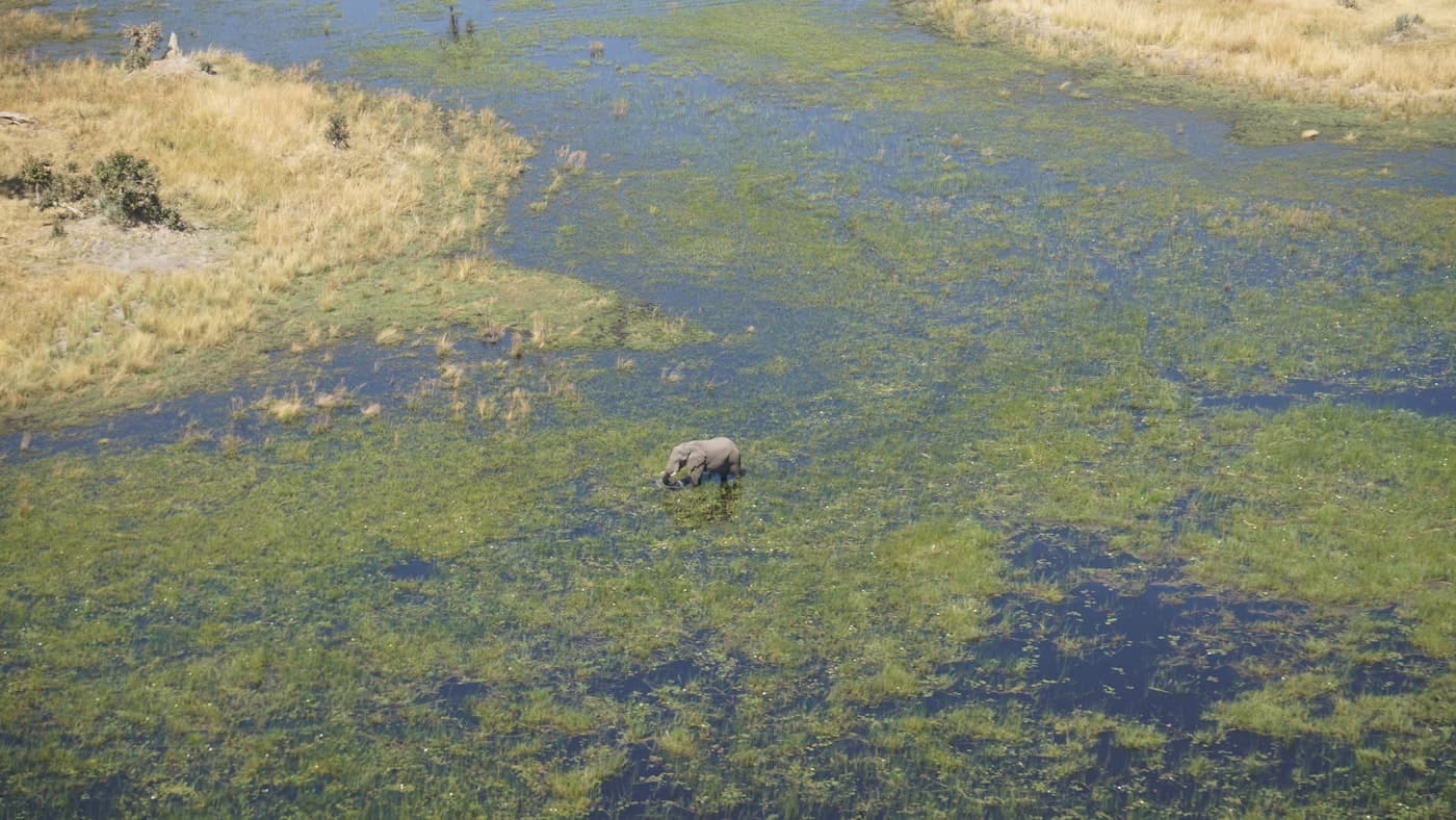 Elephant wading through shallow water with grass
