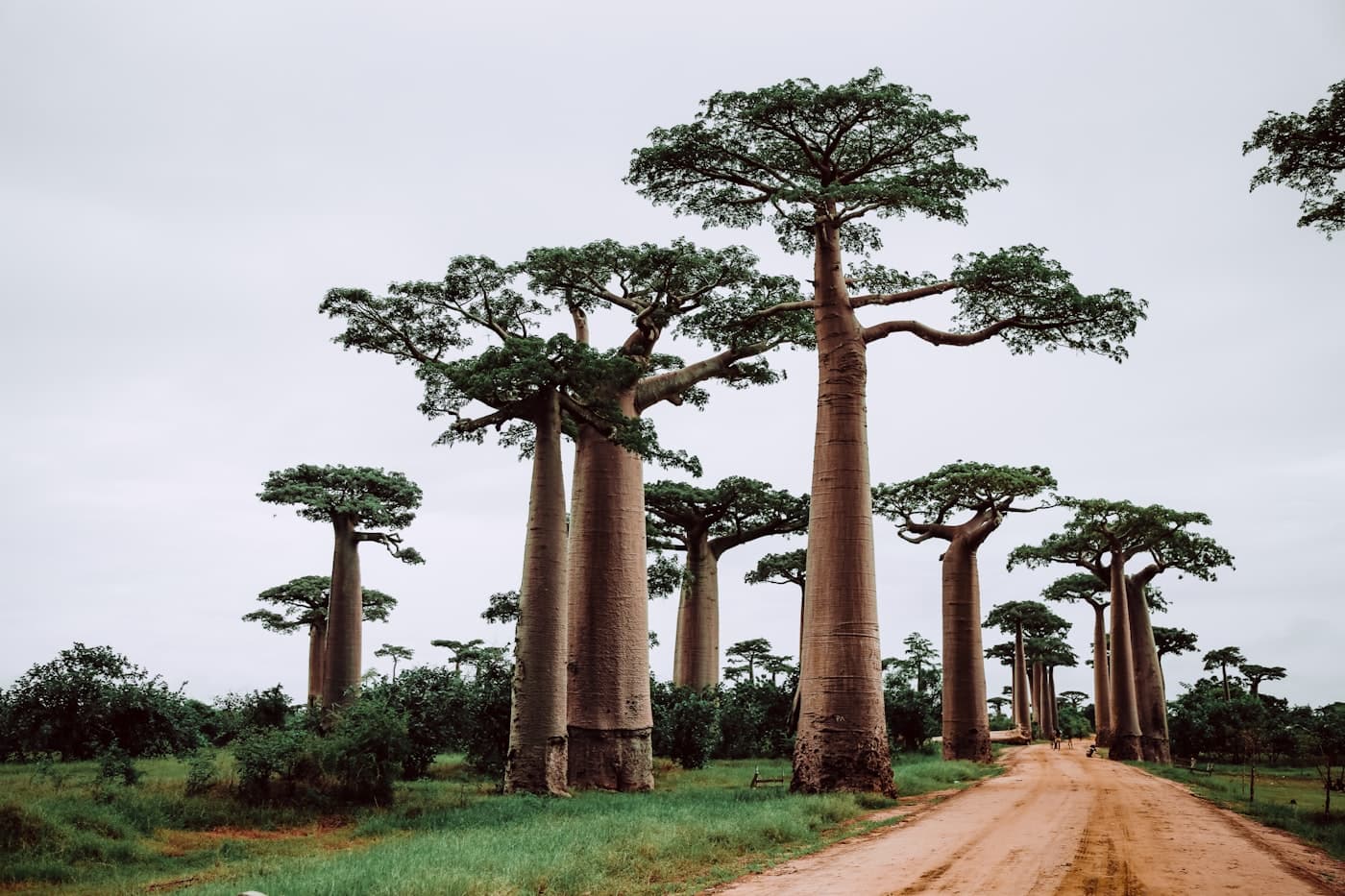 A dirt road winding through a grove of tall baobab trees under a cloudy sky
