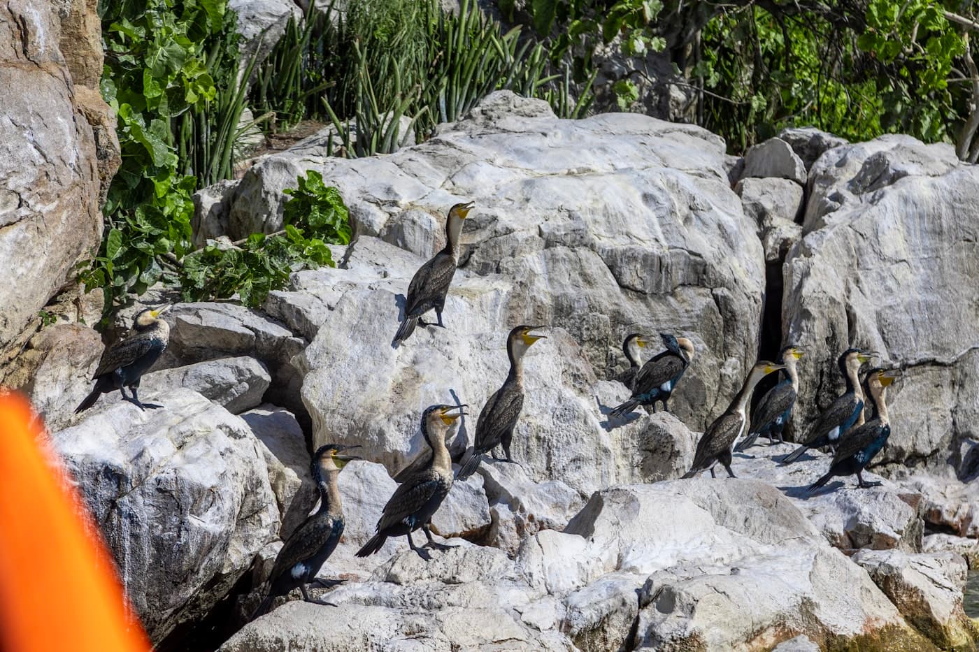A flock of cormorants resting on rocky shore