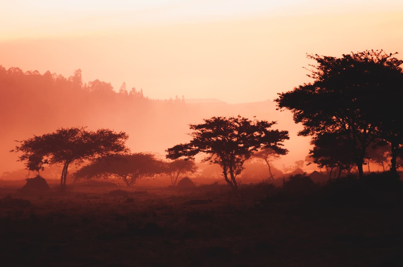 Silhouetted trees in a misty field under a warm orange sky
