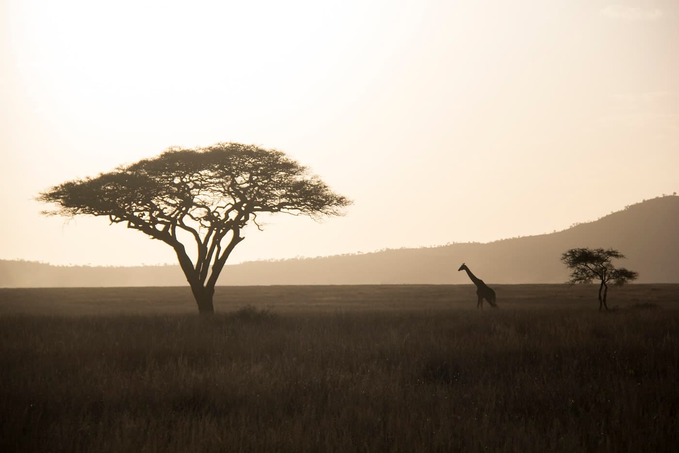 A giraffe walking across a grassy savanna under a warm golden sky