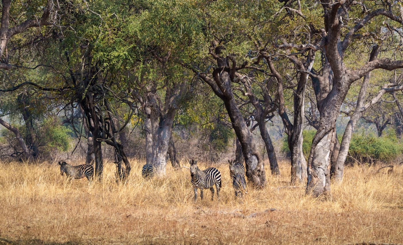 Zebras in a dry grassy savanna with scattered trees