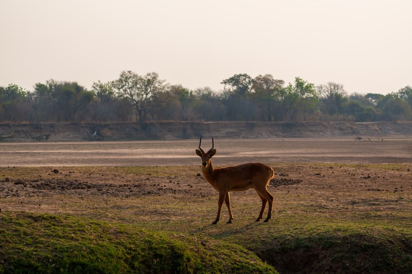 A lone deer stands in a dry, grassy field