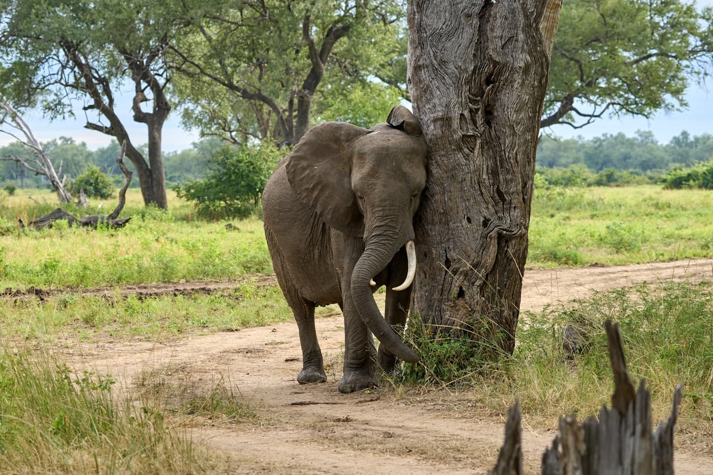 An elephant comforts itself against a tree