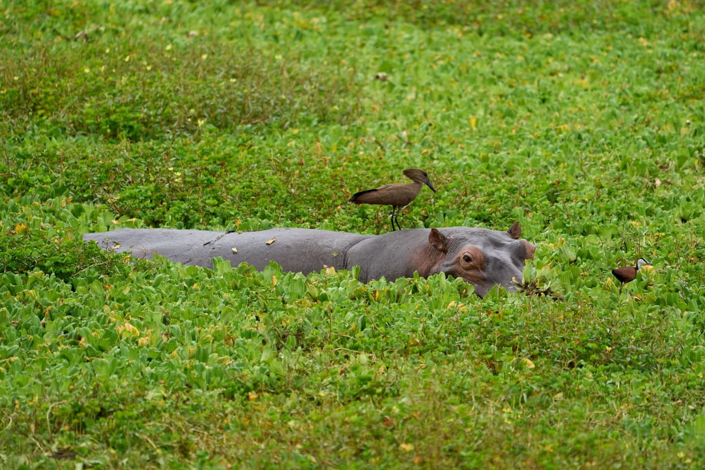 A hippopotamus rests in green grass with birds