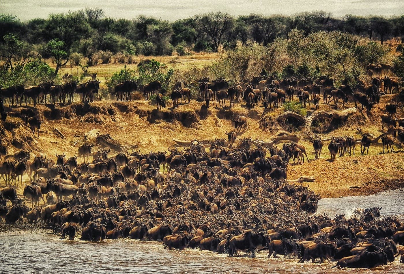 Herd of buffalos