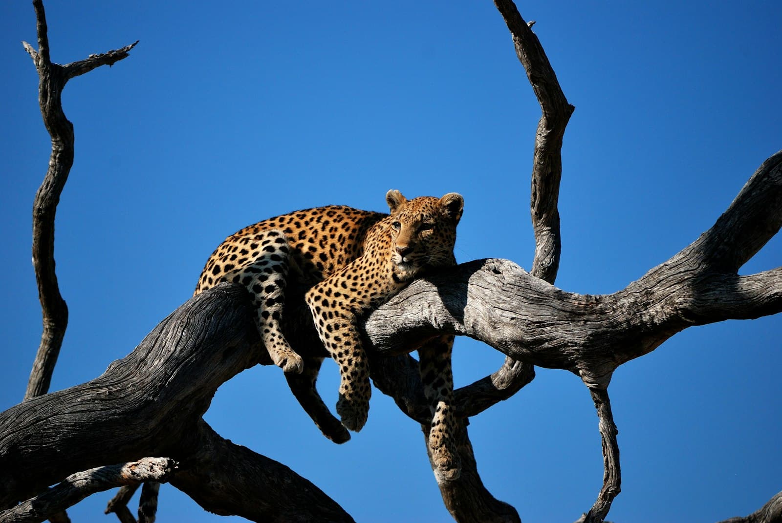 Leopard lying on bare tree