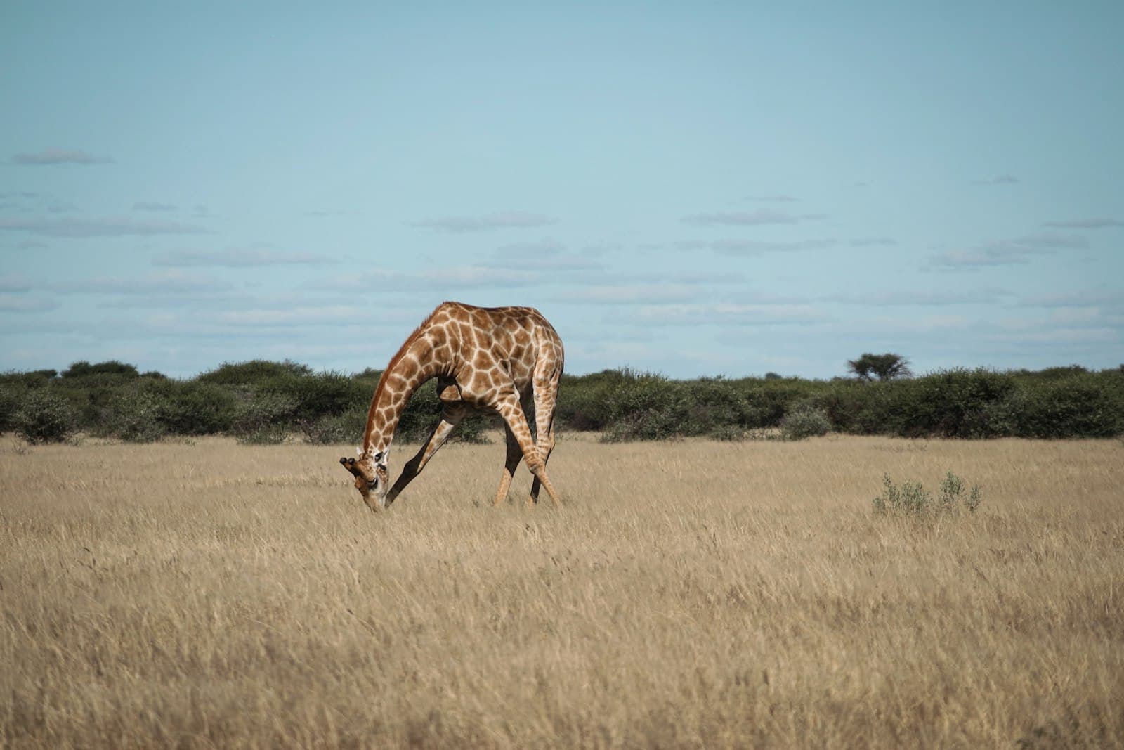 A giraffe walking across a dry grass field