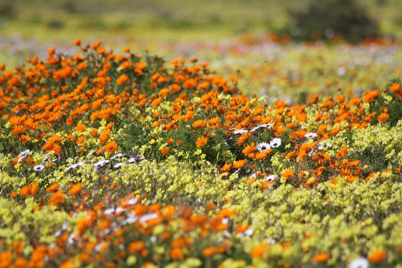 A field full of orange and white flowers