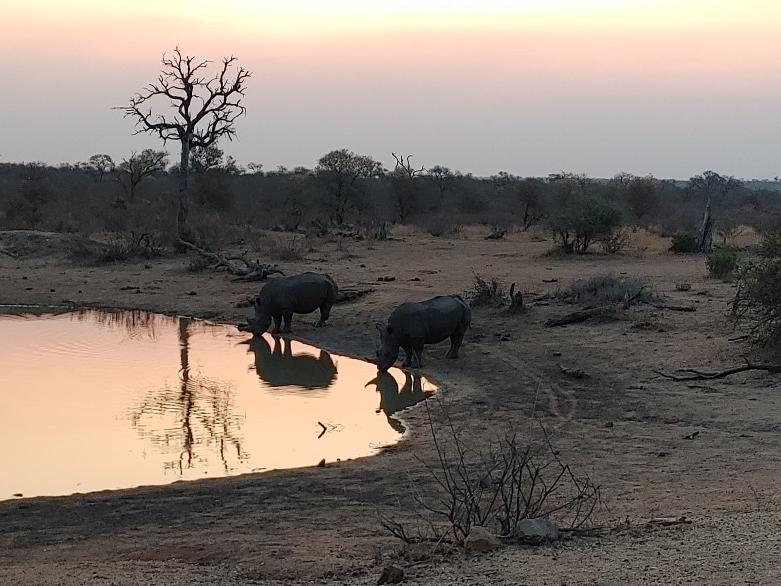 Rhinos drinking at a waterhole at dusk