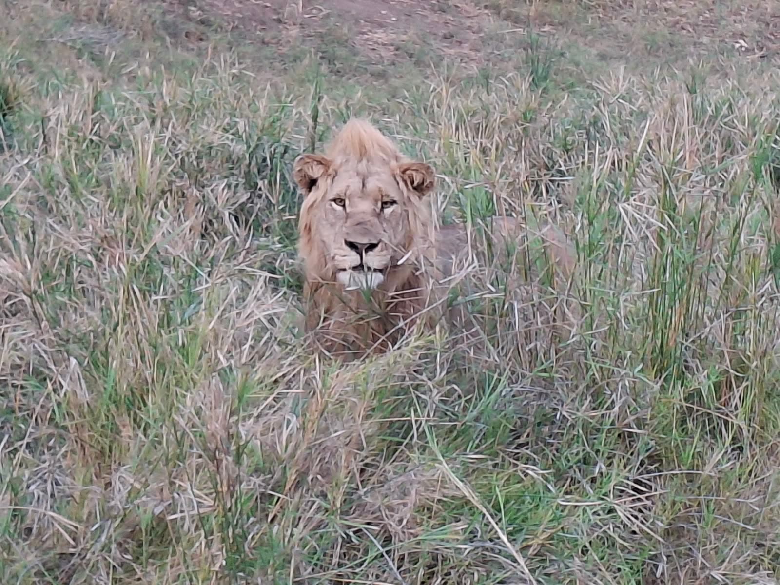 A young male lion lying in long grass, looking at the camera