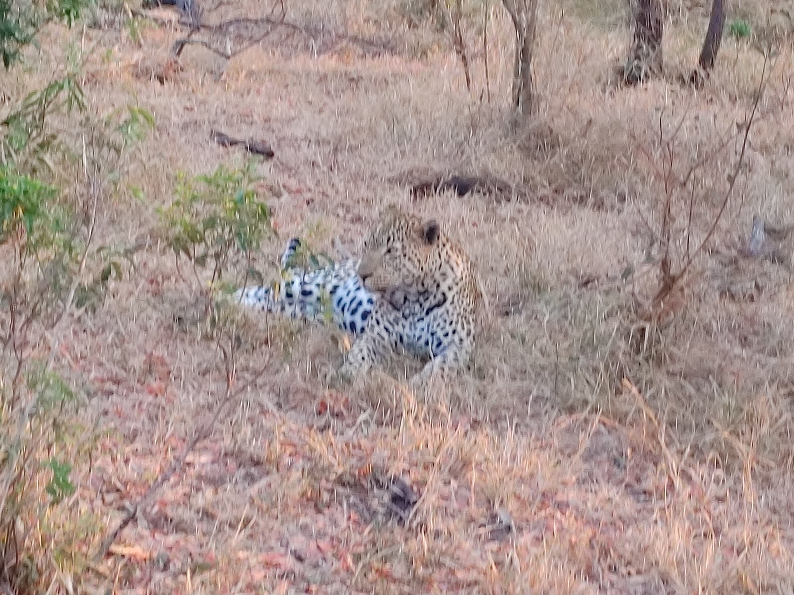 A leopard resting in dry bush