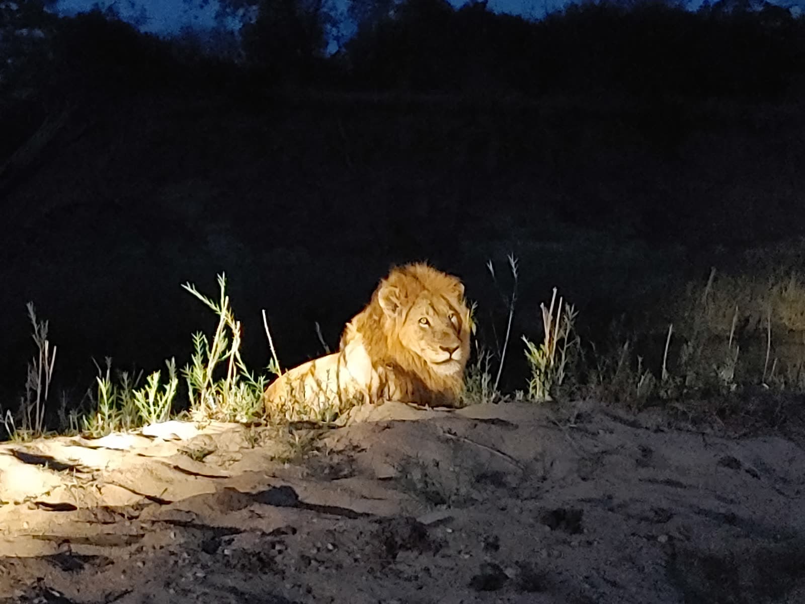 A male lion lying on sand, lit by a spotlight at night