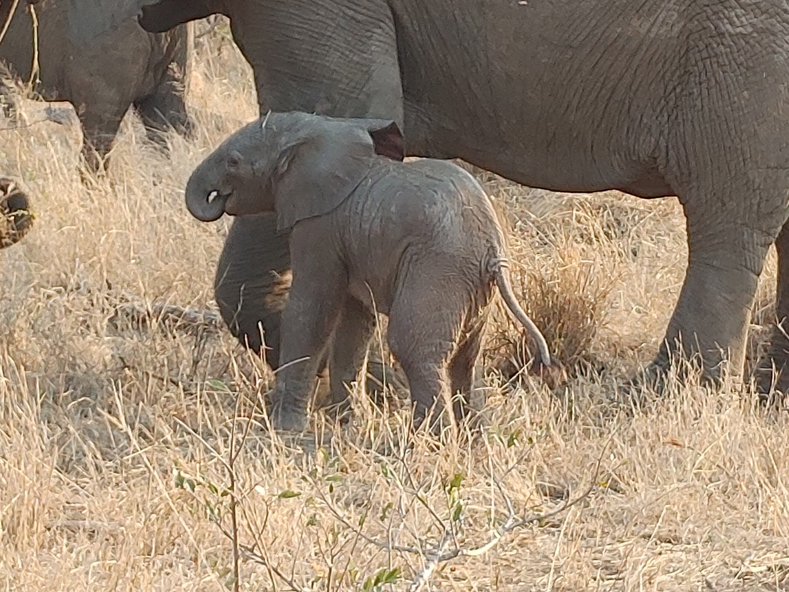 An elephant calf beside the adults of its herd