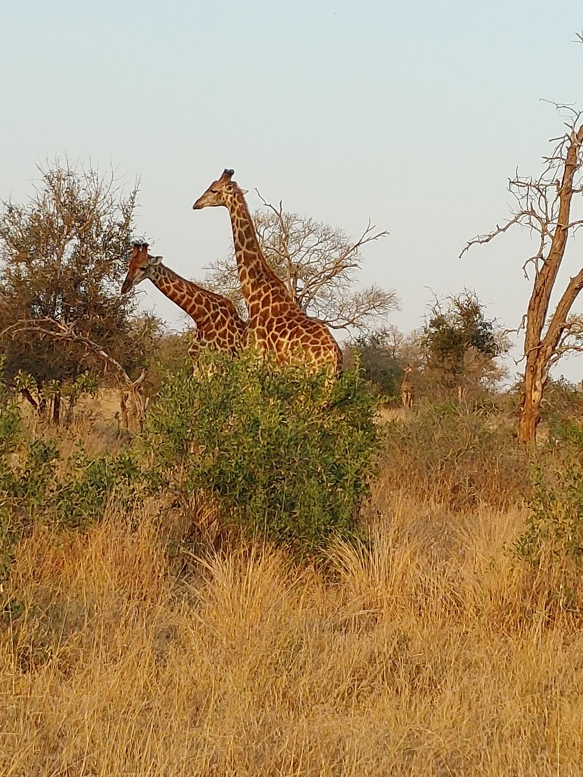 Two giraffes among trees in the late afternoon