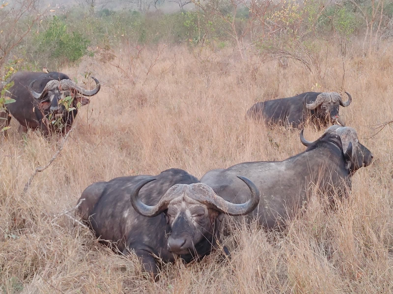 Cape buffalo resting in dry grass