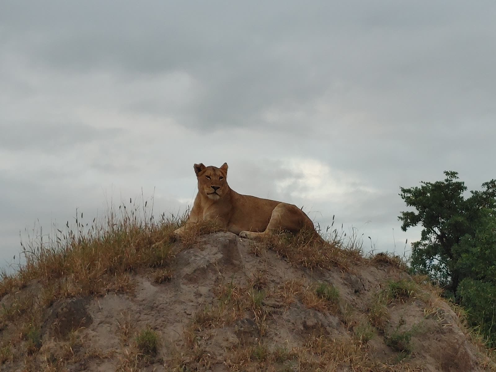 A lioness lying on a termite mound under a cloudy sky