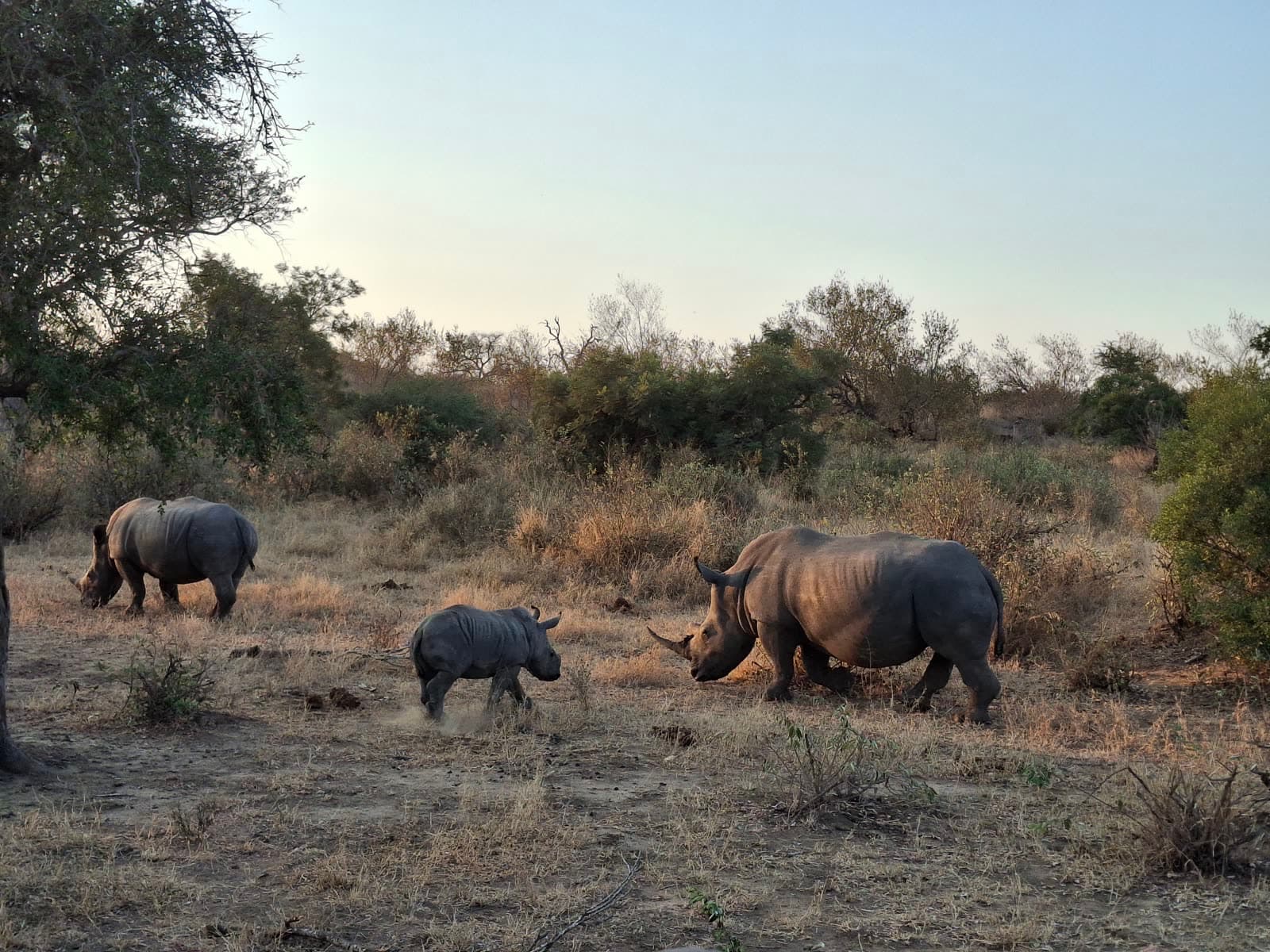 Rhinos with a calf in open bushveld