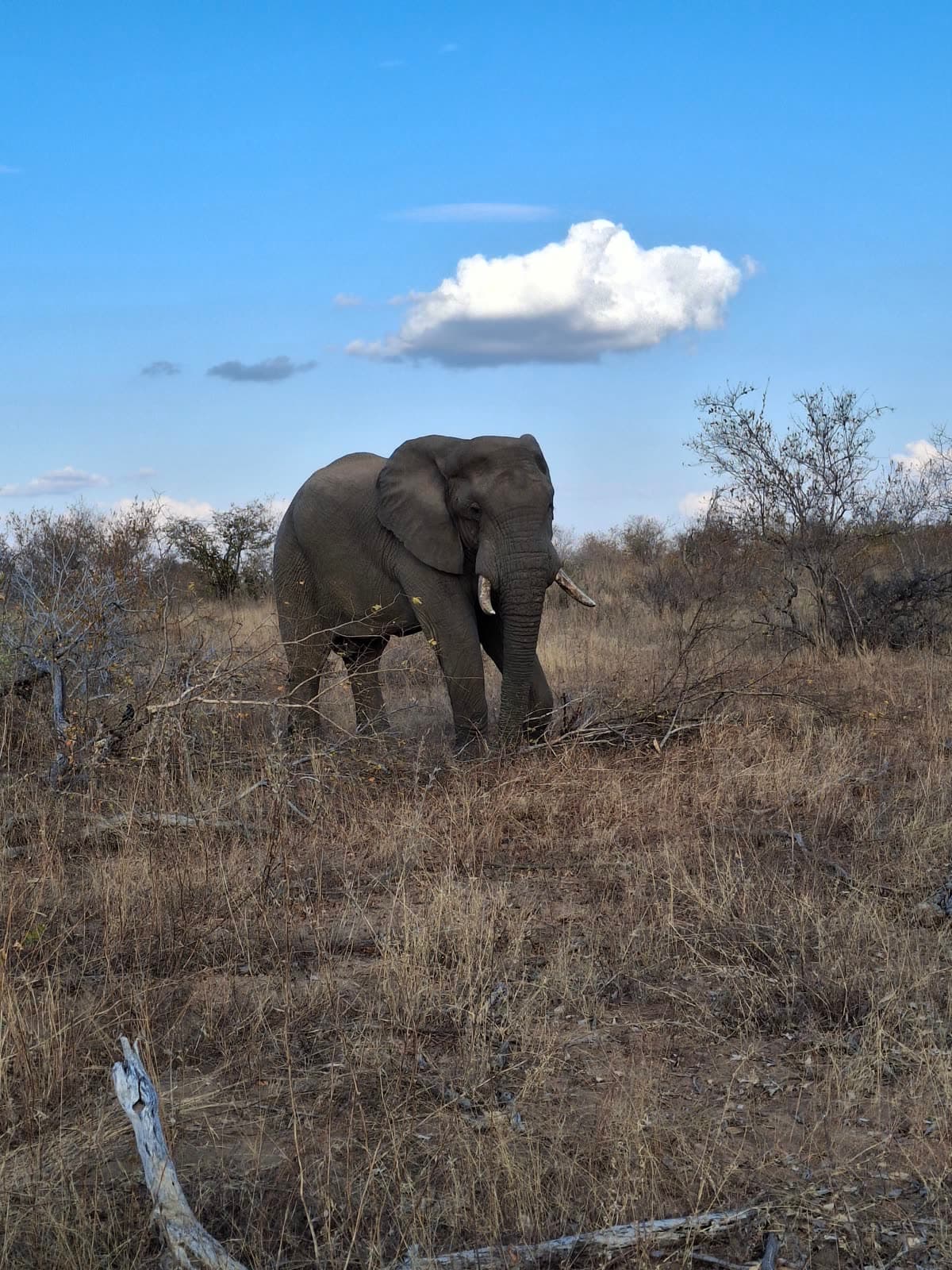 An elephant standing in dry grass under a blue sky
