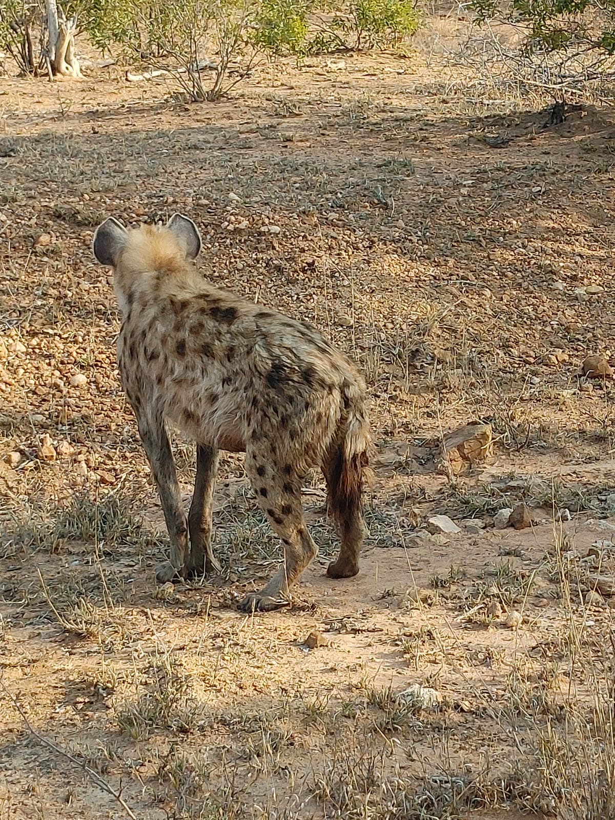A spotted hyena walking away across dry ground