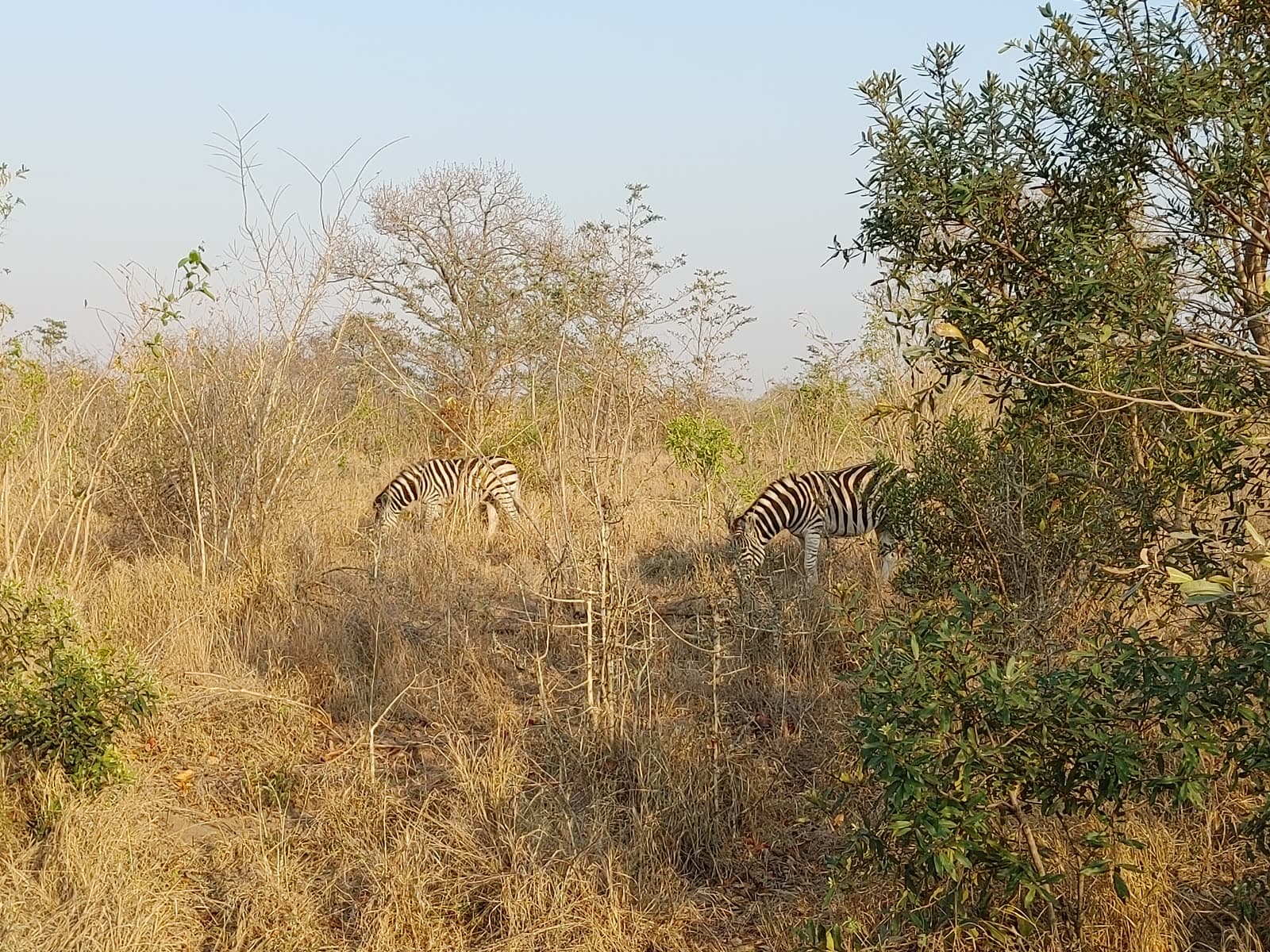 Zebra grazing in golden bushveld