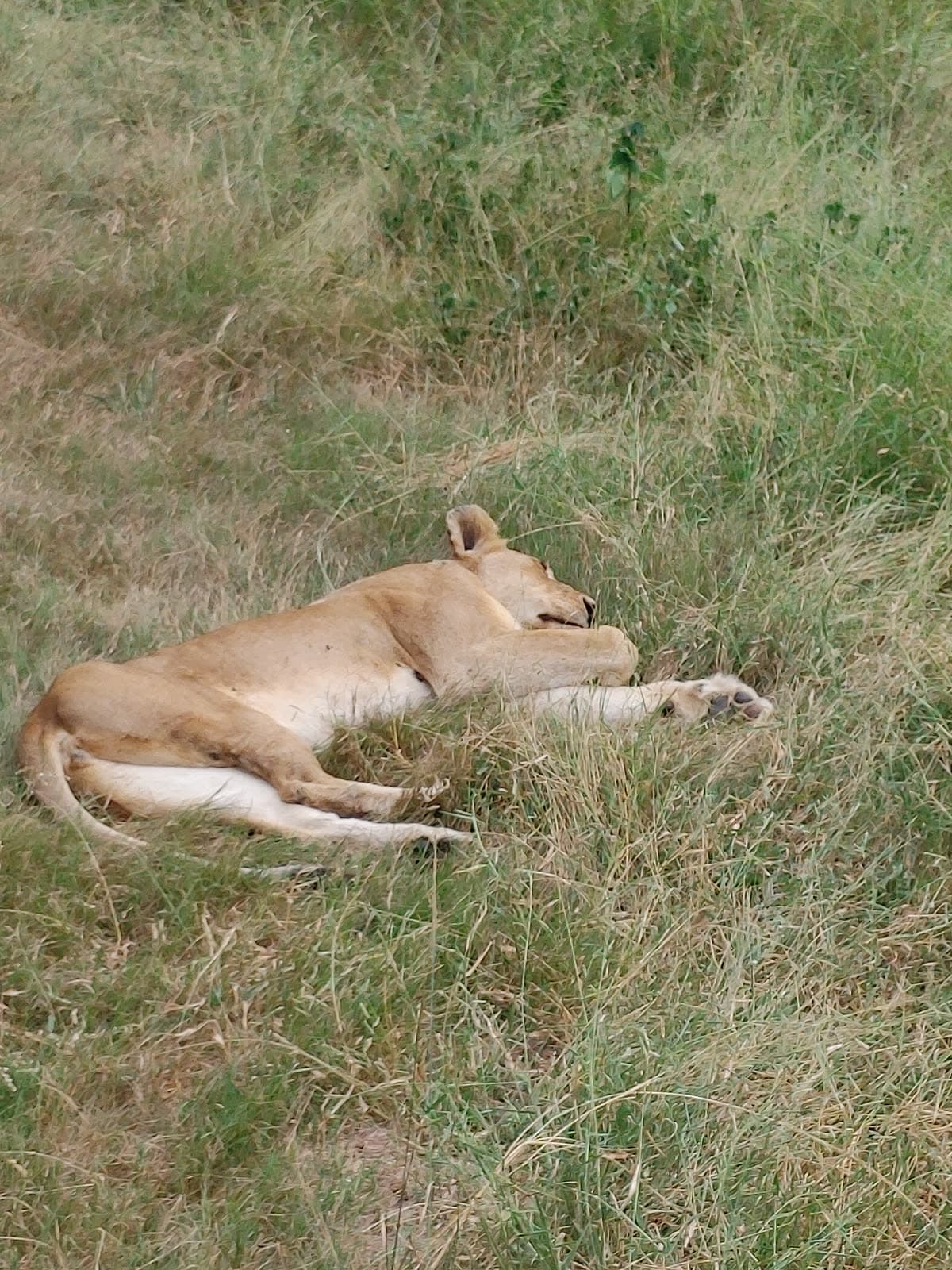 A lioness asleep in green grass