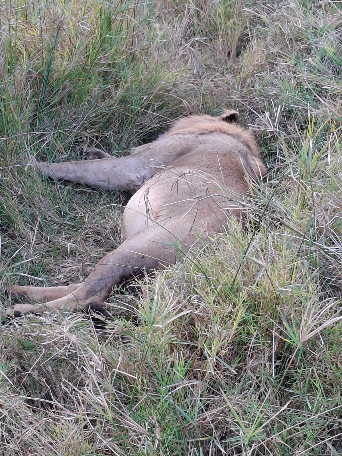 A lion asleep on its back in the grass