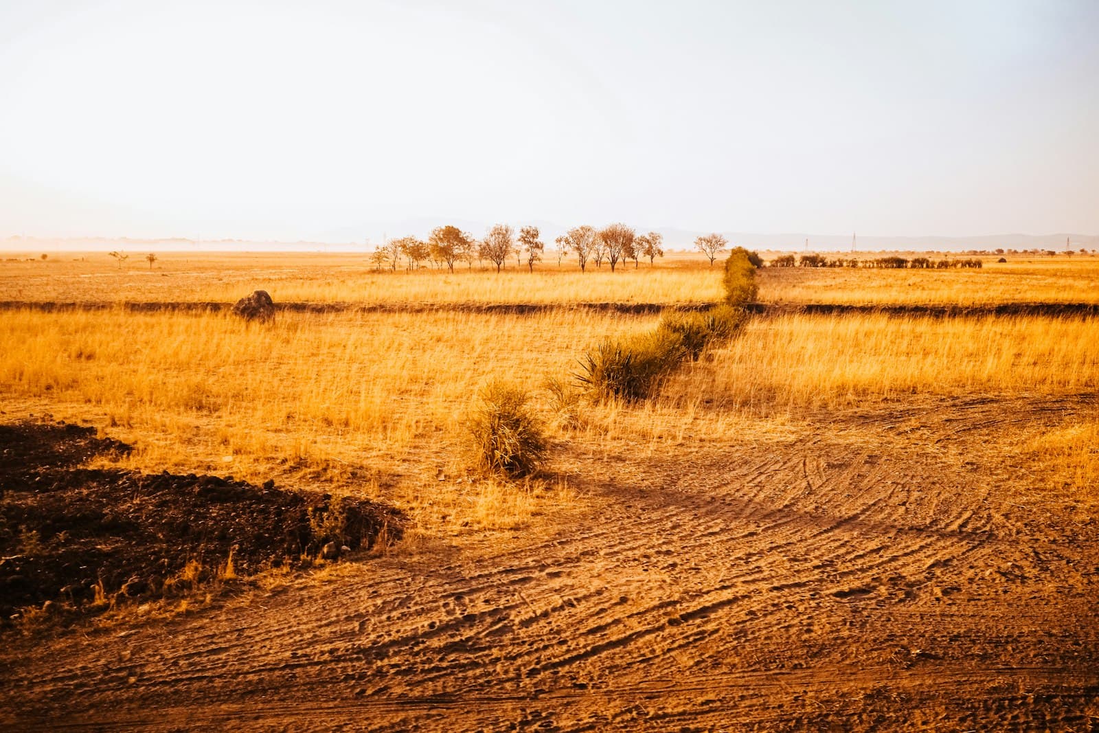 Golden savanna landscape with scattered trees and dry grass