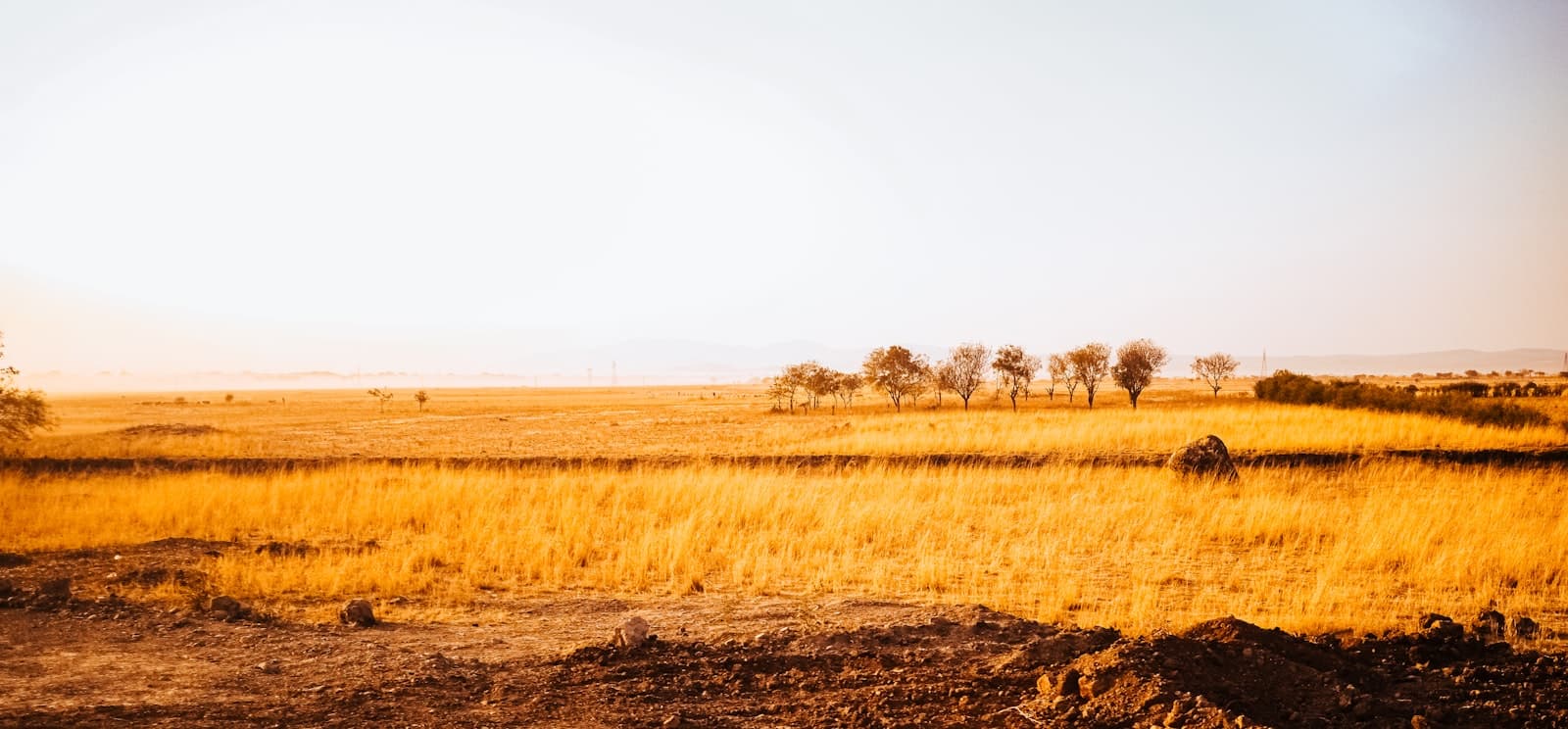 Golden field with distant trees under clear sky