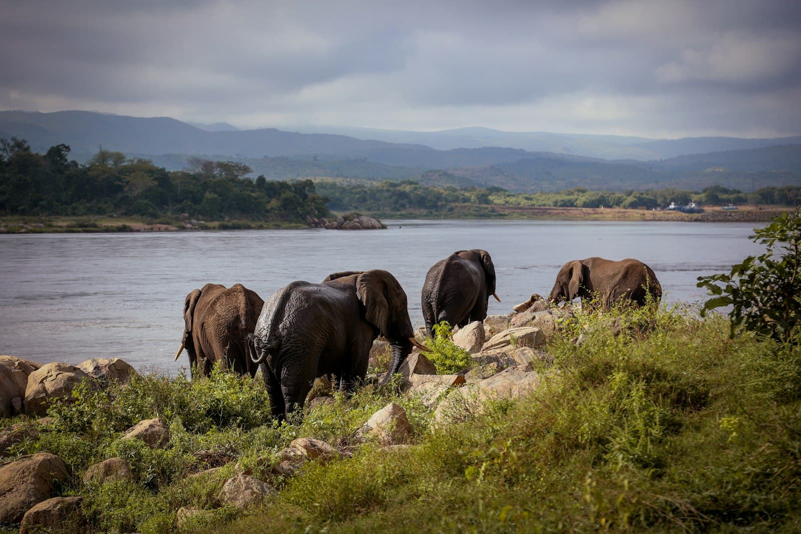 Elephants drinking water by a rocky riverbank