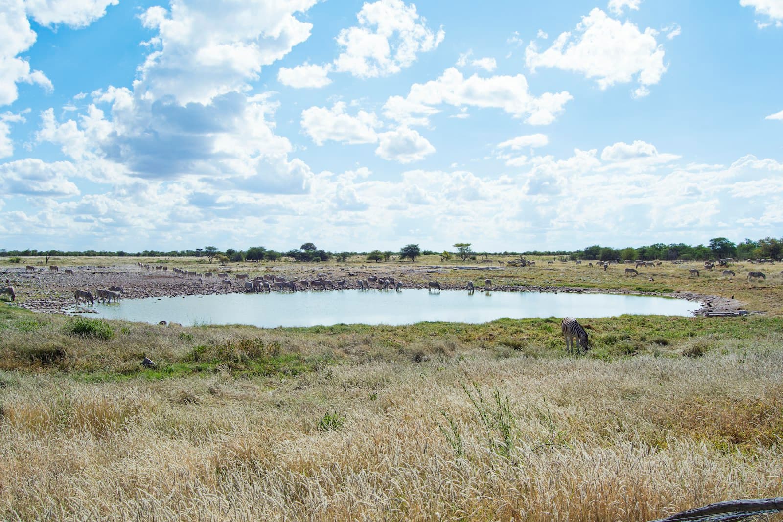 A large pond in the middle of a dry grass field