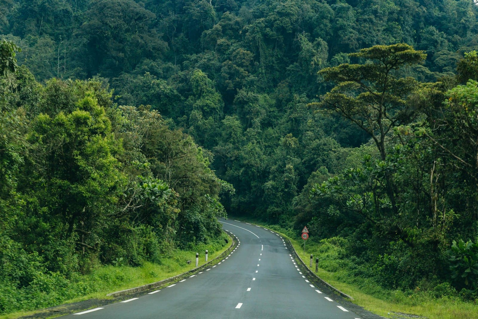 Road near forest