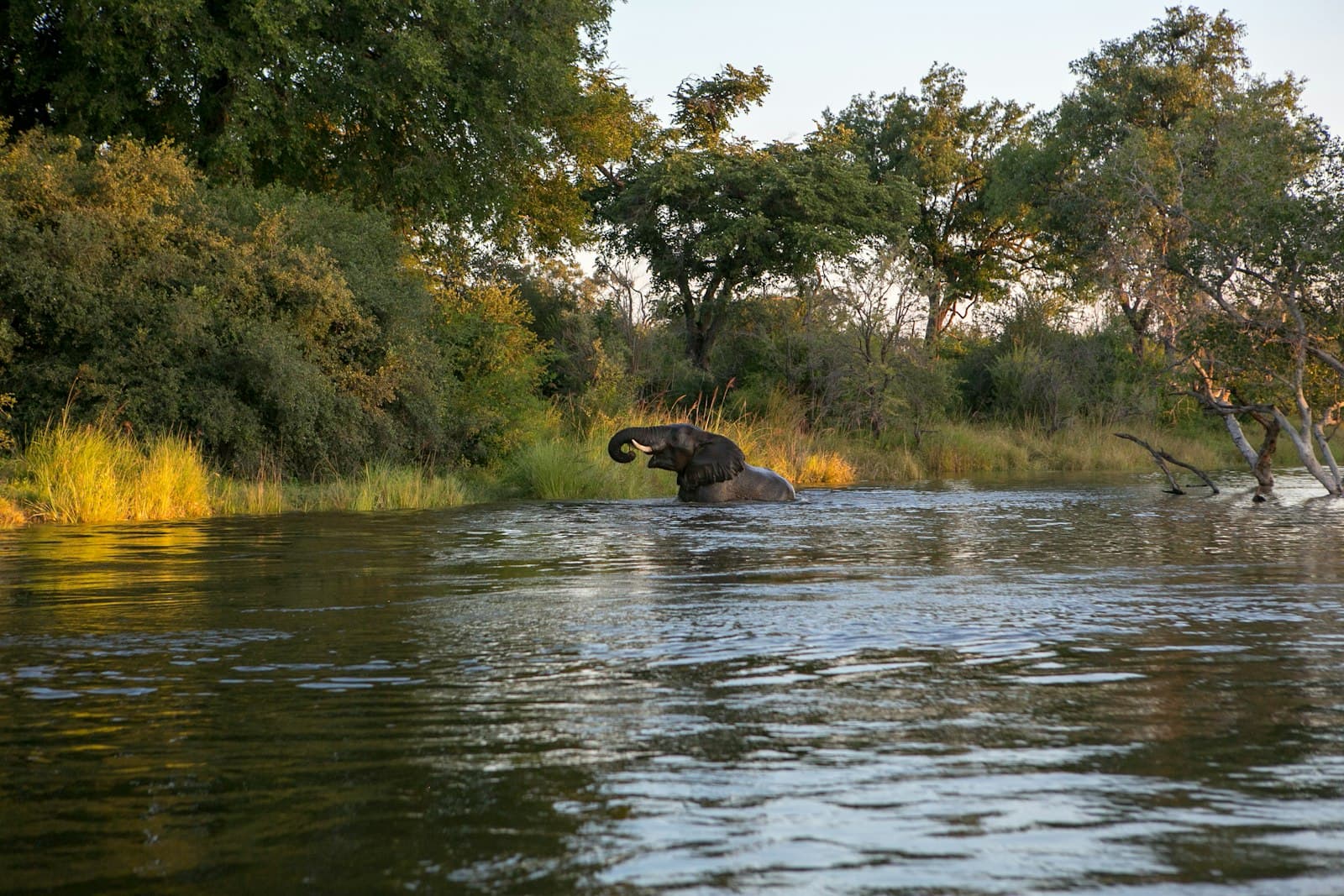 Elephant of body of water near forest