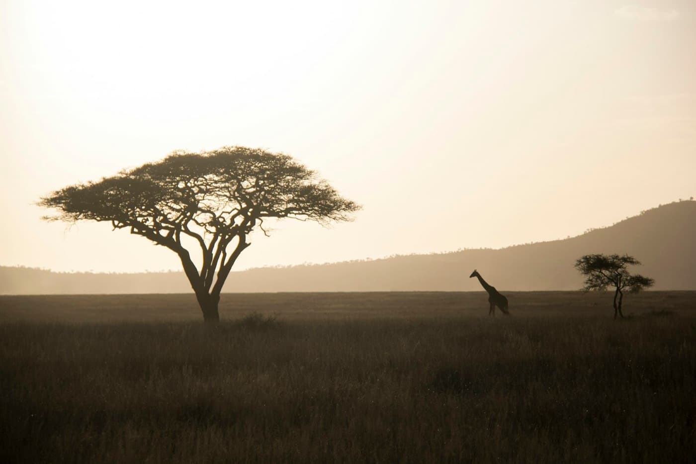 Giraffe walking towards green tree