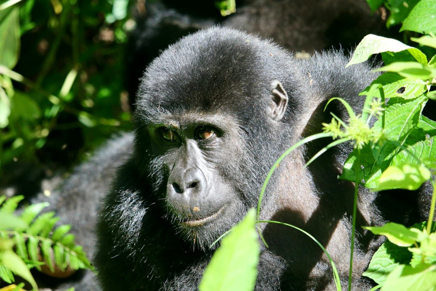 A close up of a monkey in a tree