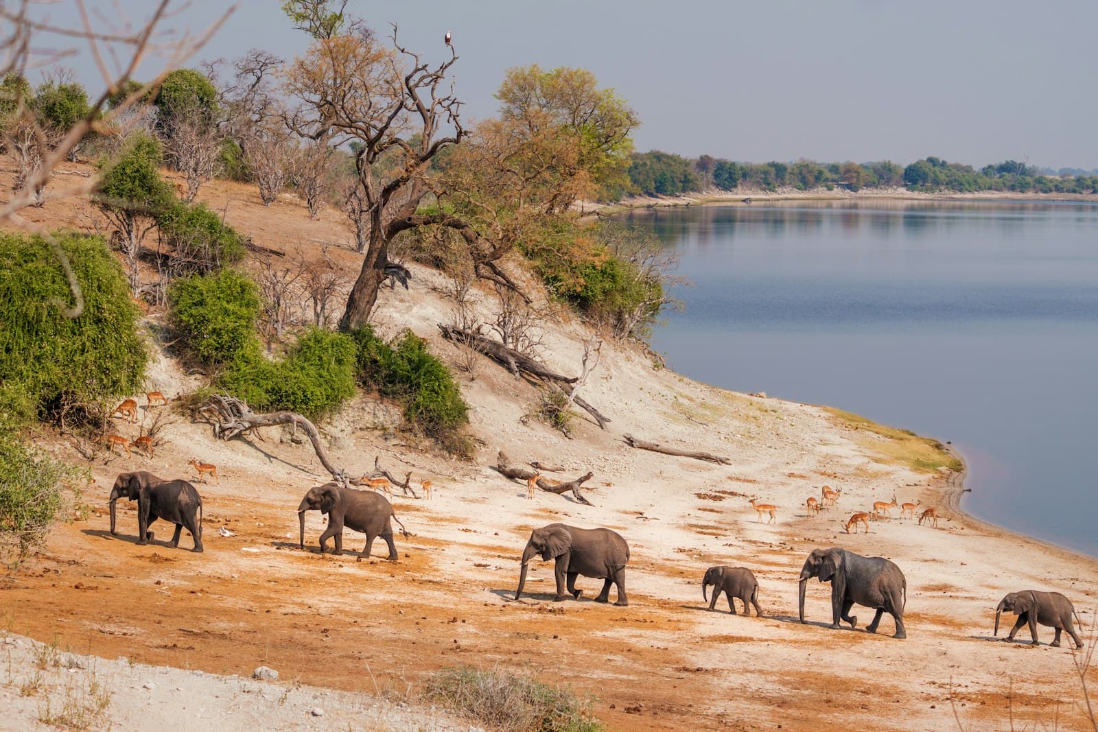 A herd of elephants walks along a riverbank