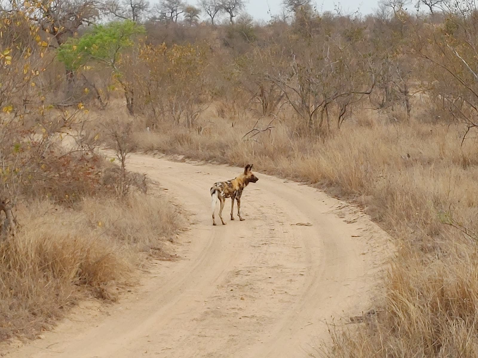 An African wild dog standing on a sandy track