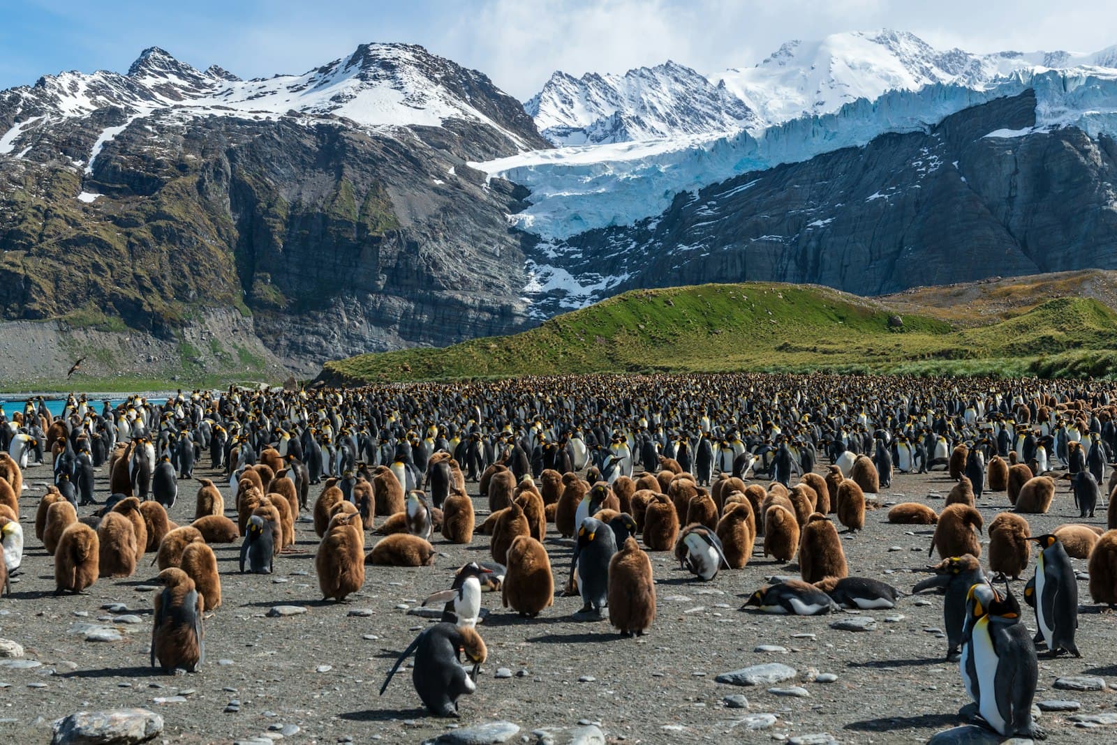 Flock of penguins across white mountain