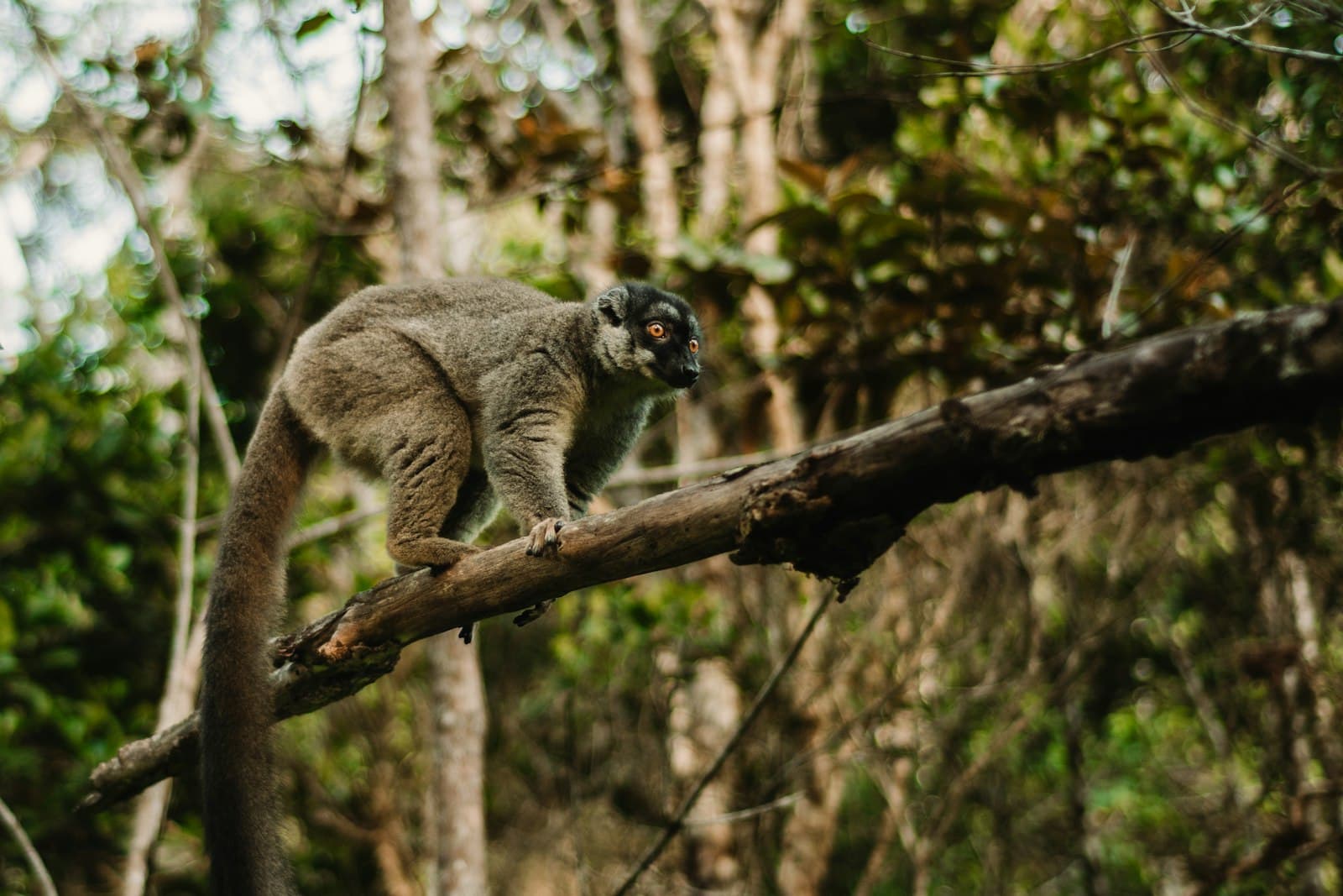 A lemur on a tree branch
