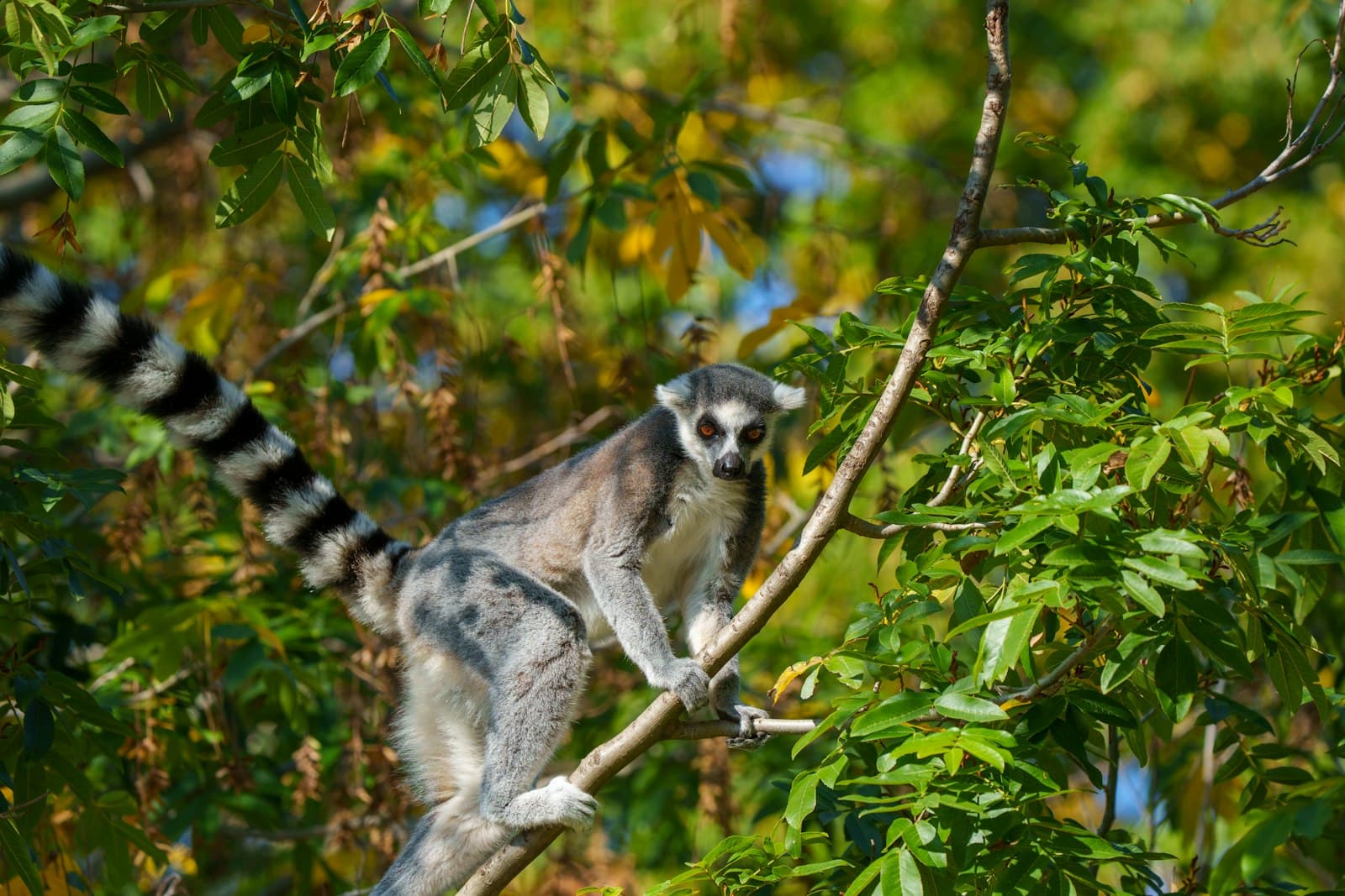 A ring-tailed lemur climbs a tree branch
