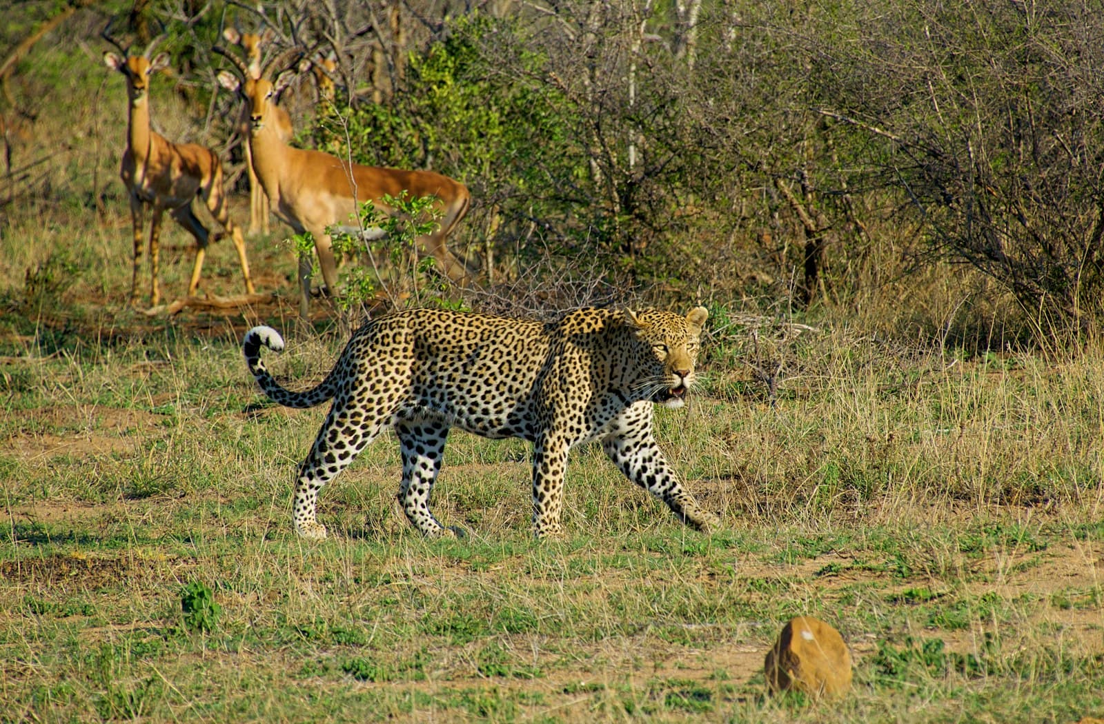White, black, and brown tiger on green lawn grasses