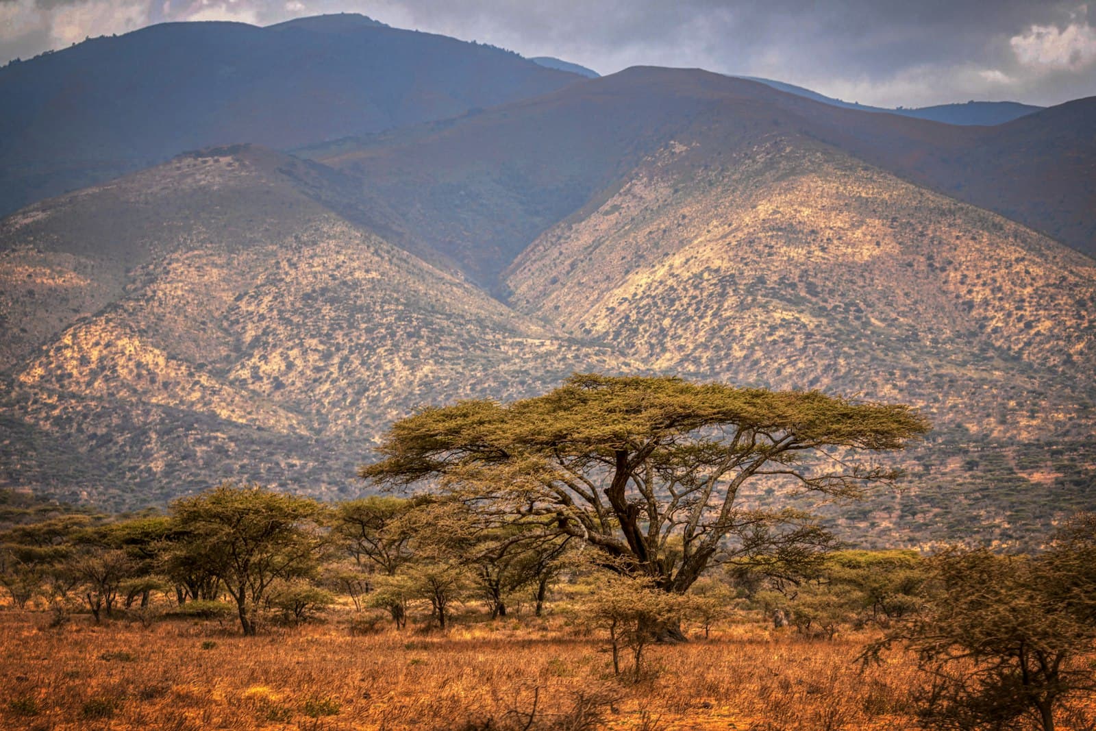 Green trees on brown grass field near mountain during daytime