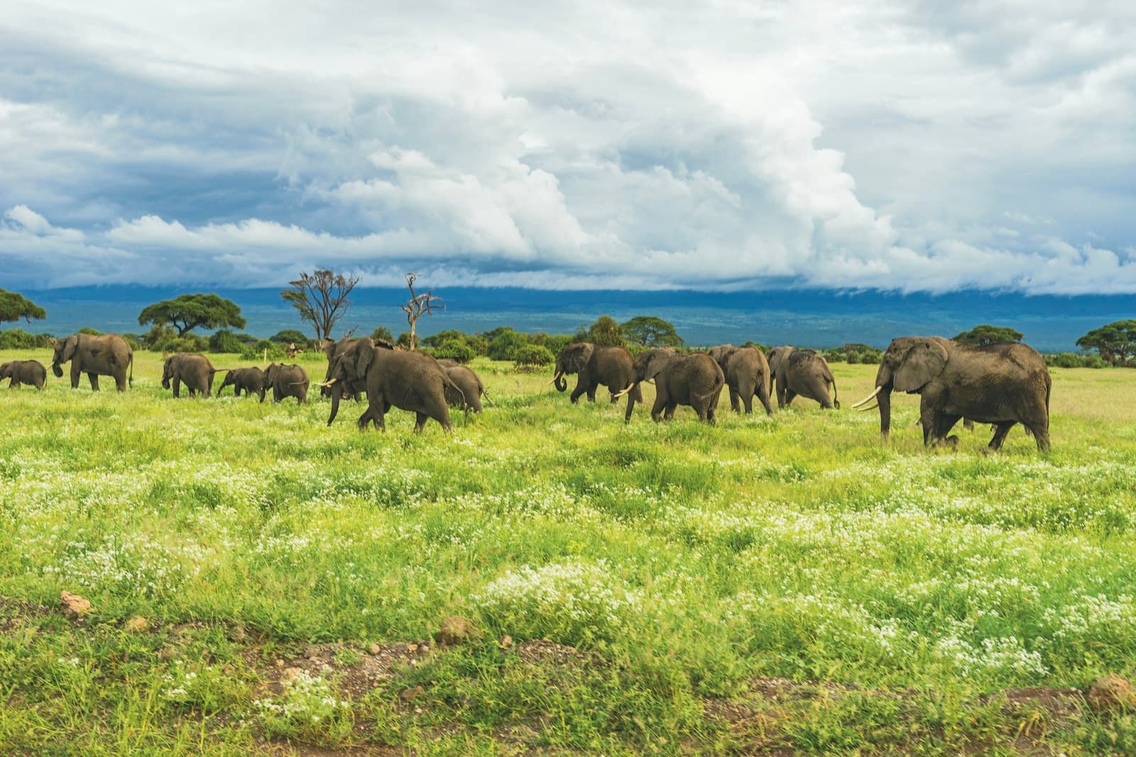 Elephants on grass during daytime