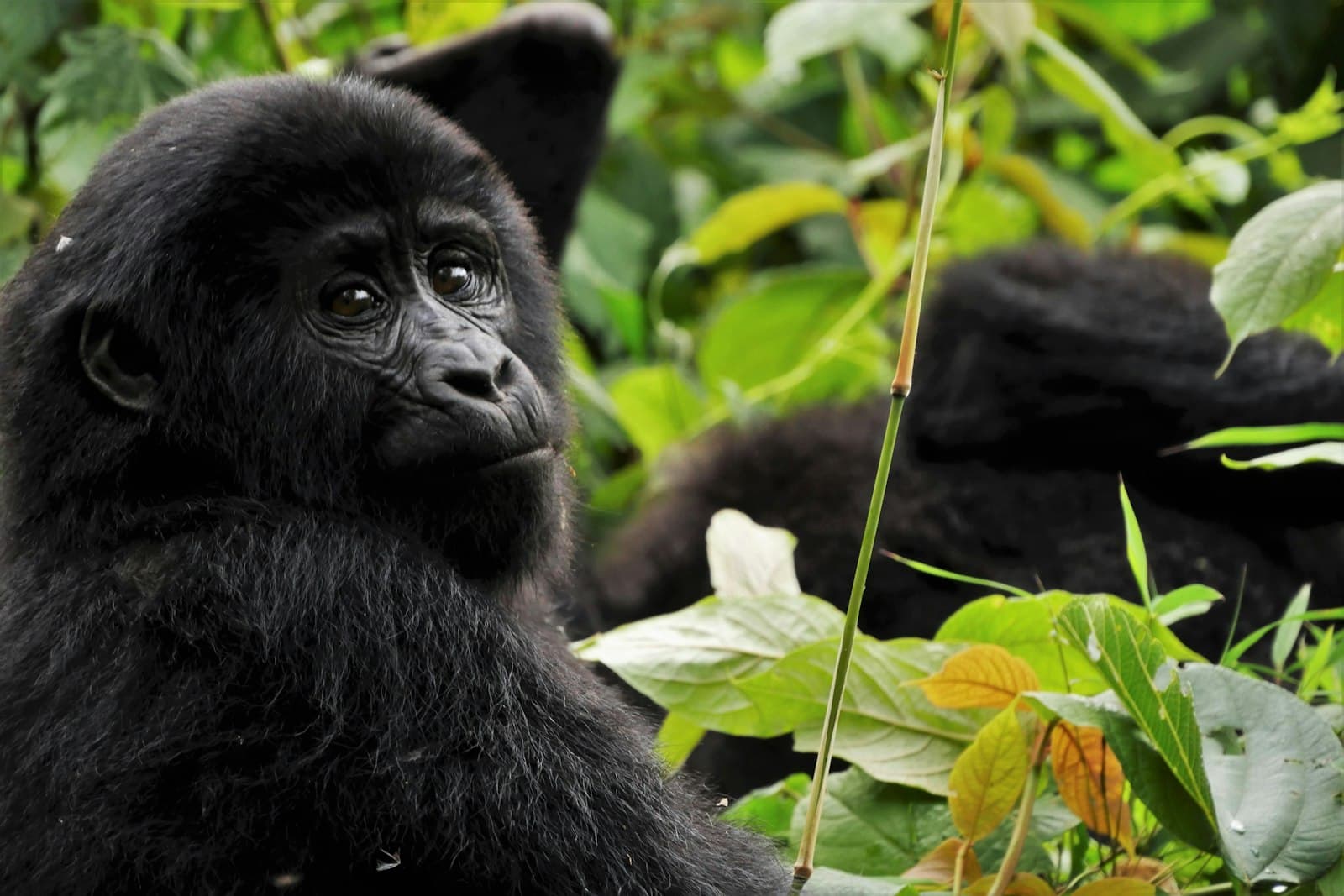 Black gorilla in green leaves