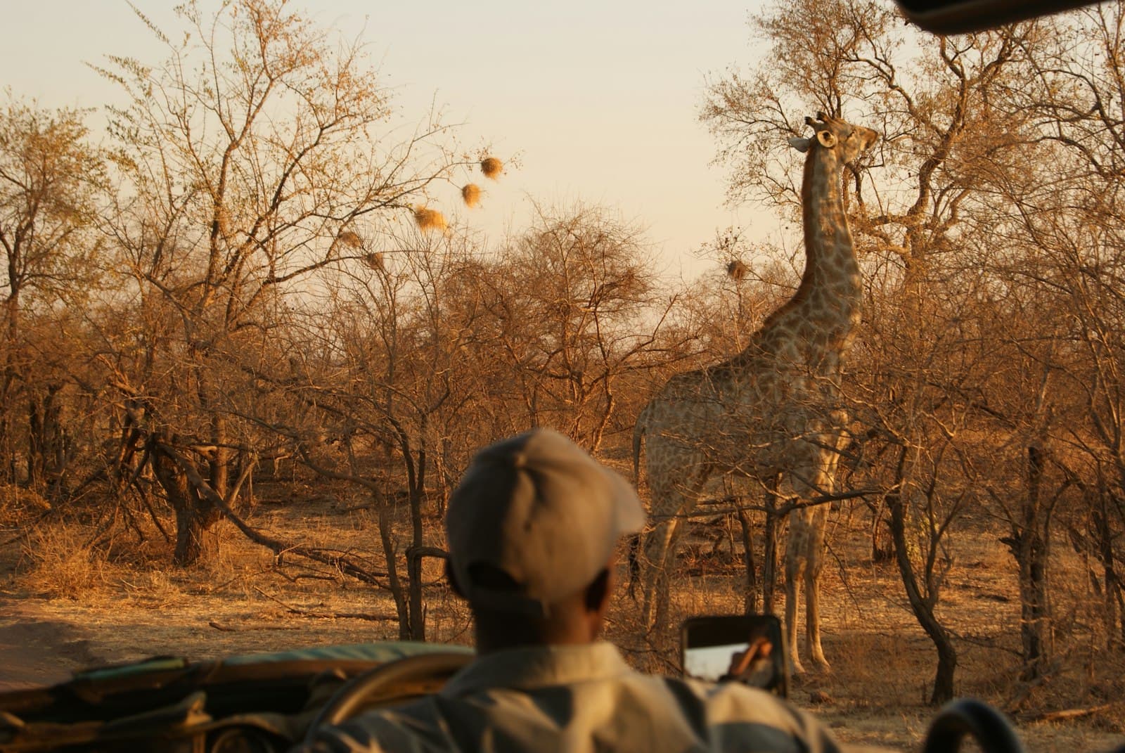 Giraffe front of bare trees during daytime