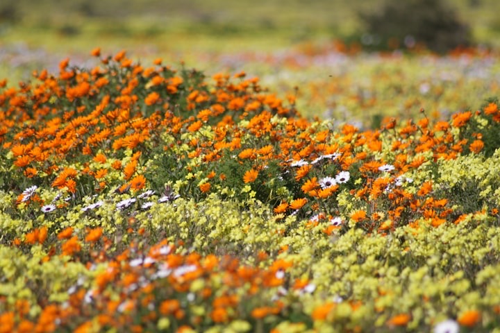 A field full of orange and white flowers