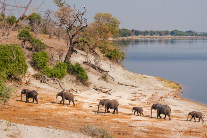 A herd of elephants walks along a riverbank