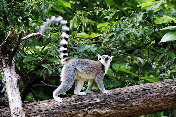 Gray and white animal on brown wooden log