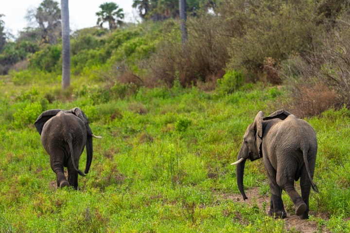 A couple of elephants walking across a lush green field